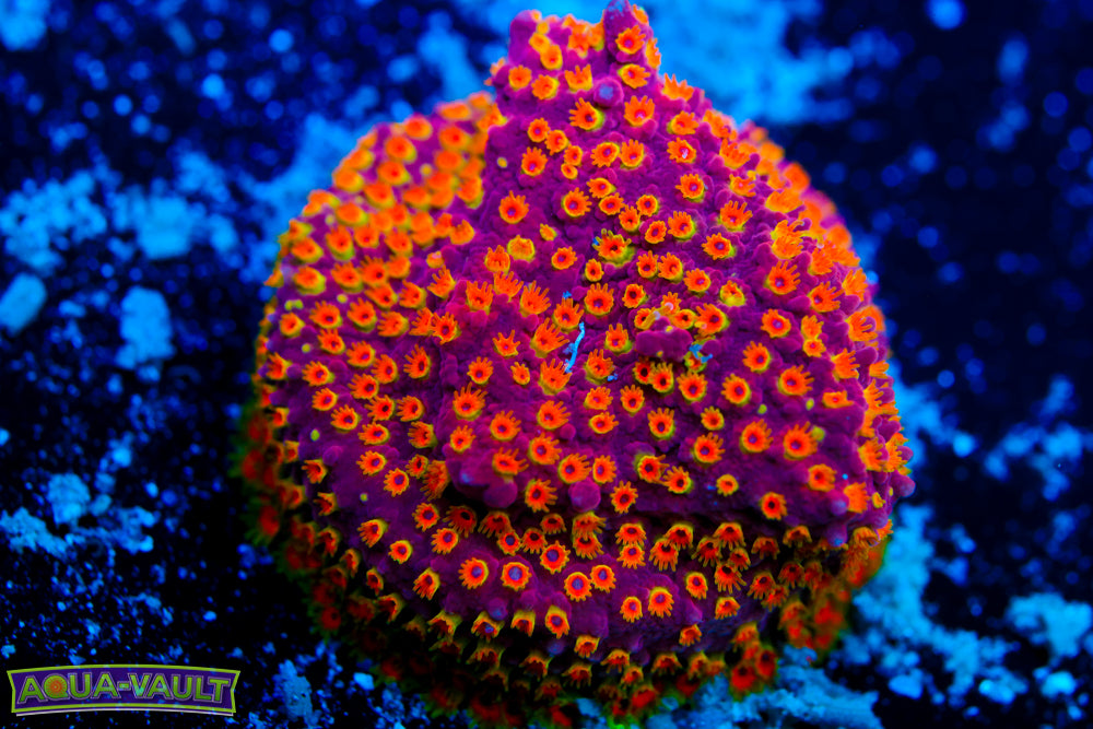 Looney Tunes Stylocoeniella 1