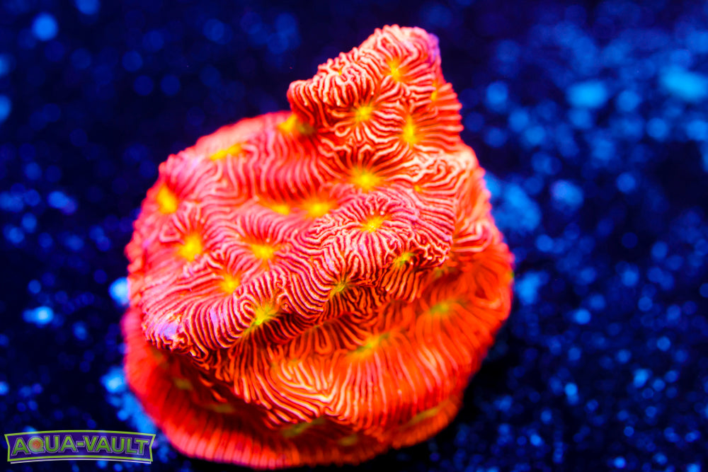 Jack o' Lantern Leptoseris 1