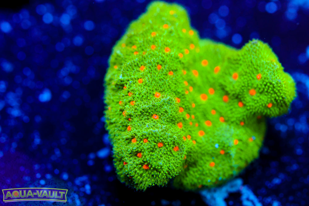 Harvest Moon Psammocora 1