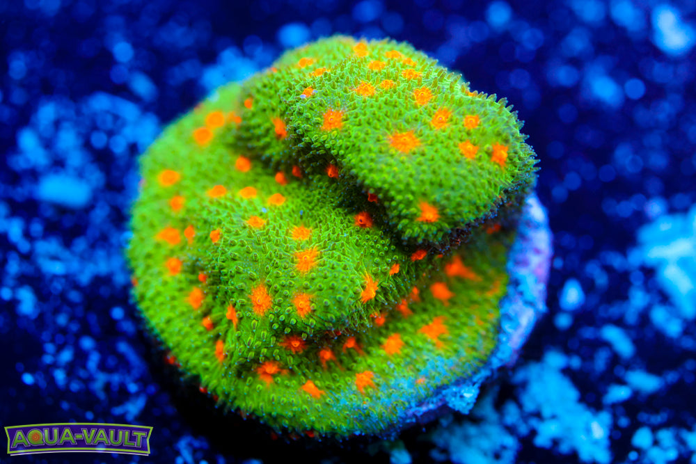 Harvest Moon Psammocora 2