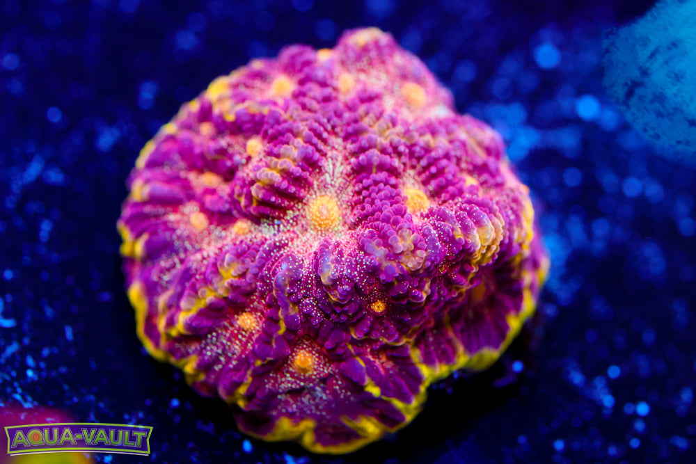 WWC Blood Diamind Favia 1