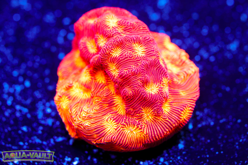 Rising Sun Leptoseris 1