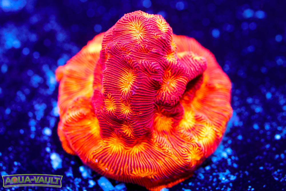 Rising Sun Leptoseris 2