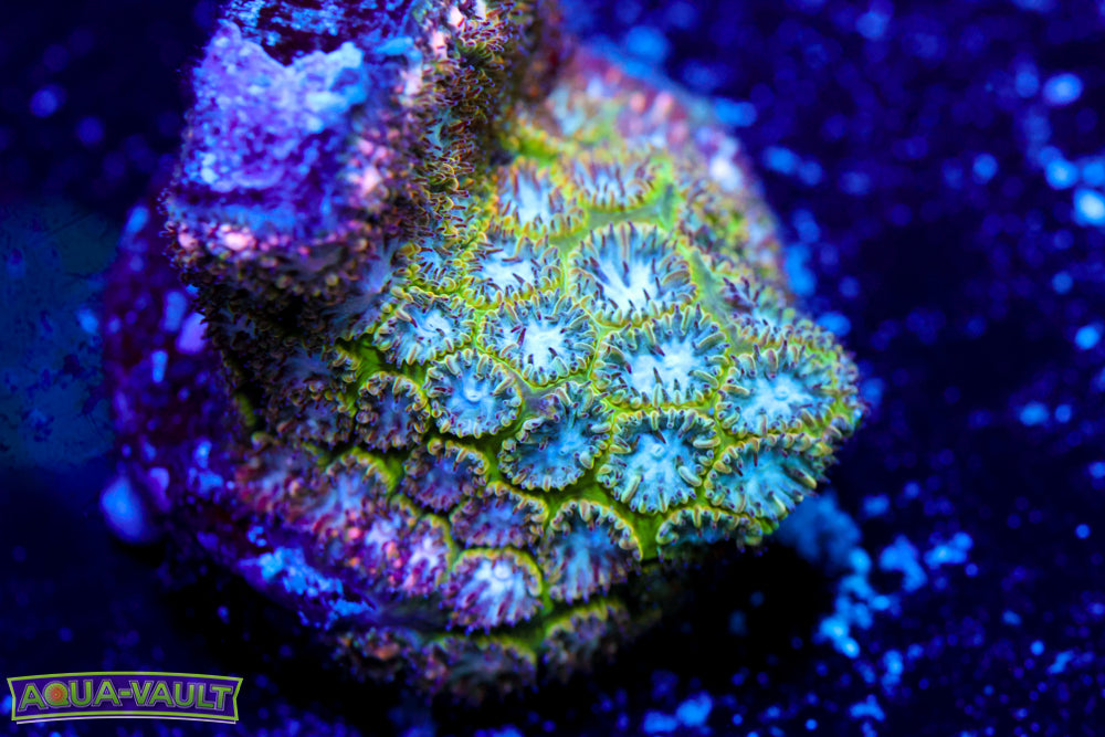 Frozen Blitzs Leptastrea 2