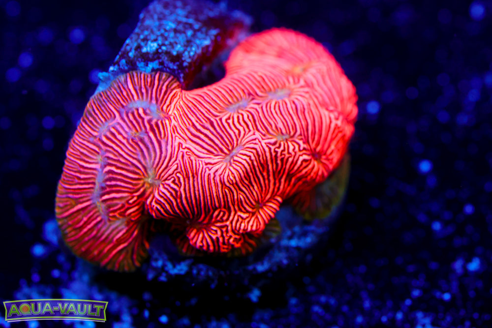 Tangarine Leptoseris 1