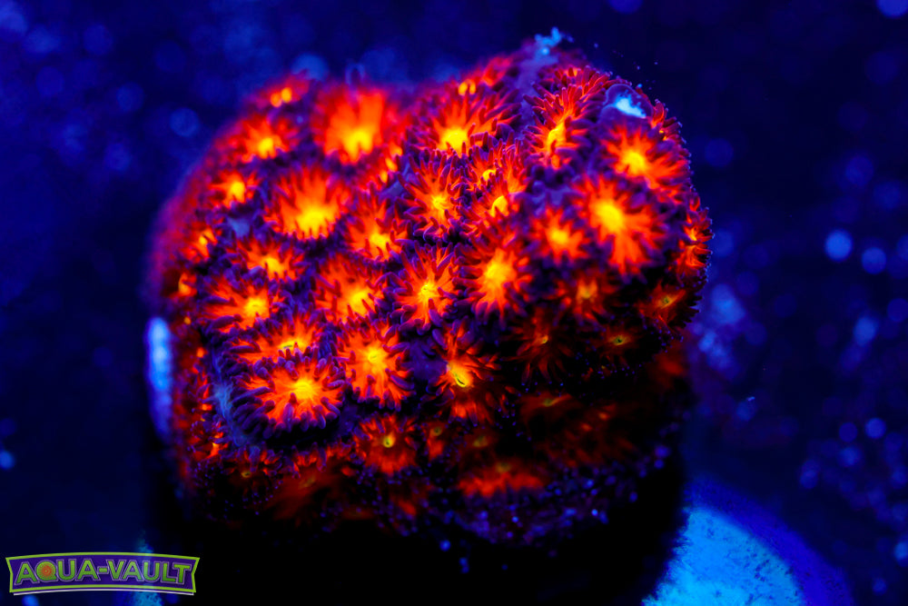 Spitfire Leptastrea 2