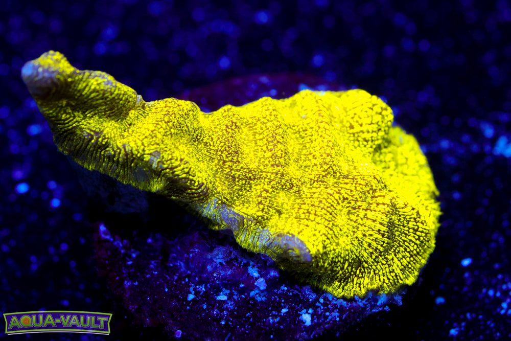 Toxic Leptoseris 1