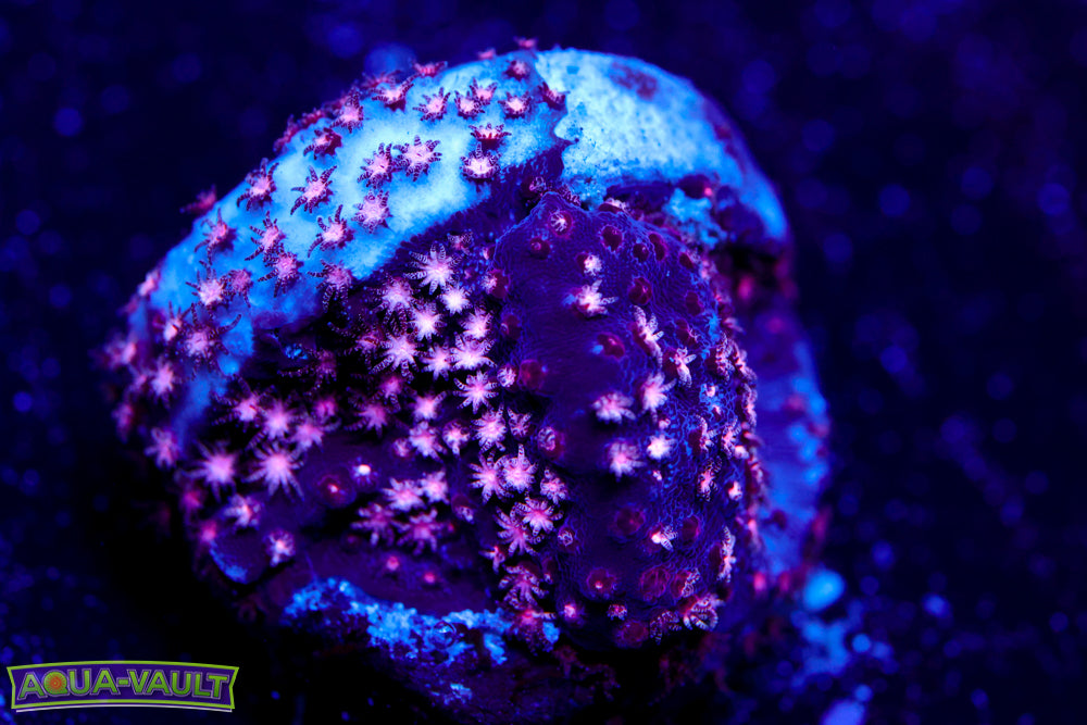 ECC Purple Passion Stylocoeniella 2