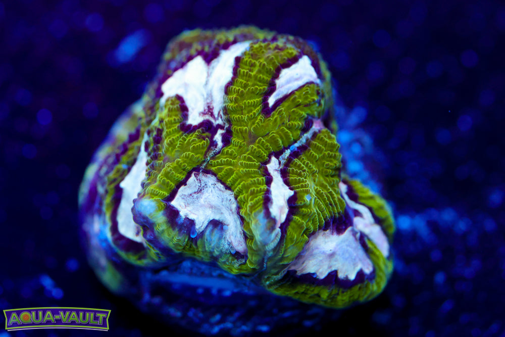 Hamster in Microwave Favia 1