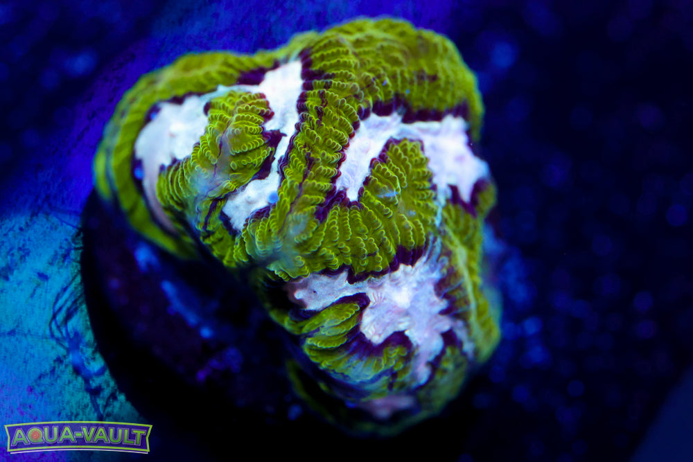 Hamster in Microwave Favia 2