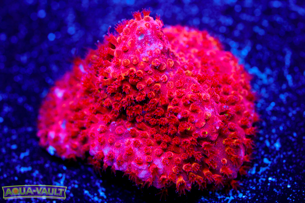 Lethal Stylocoeniella 1