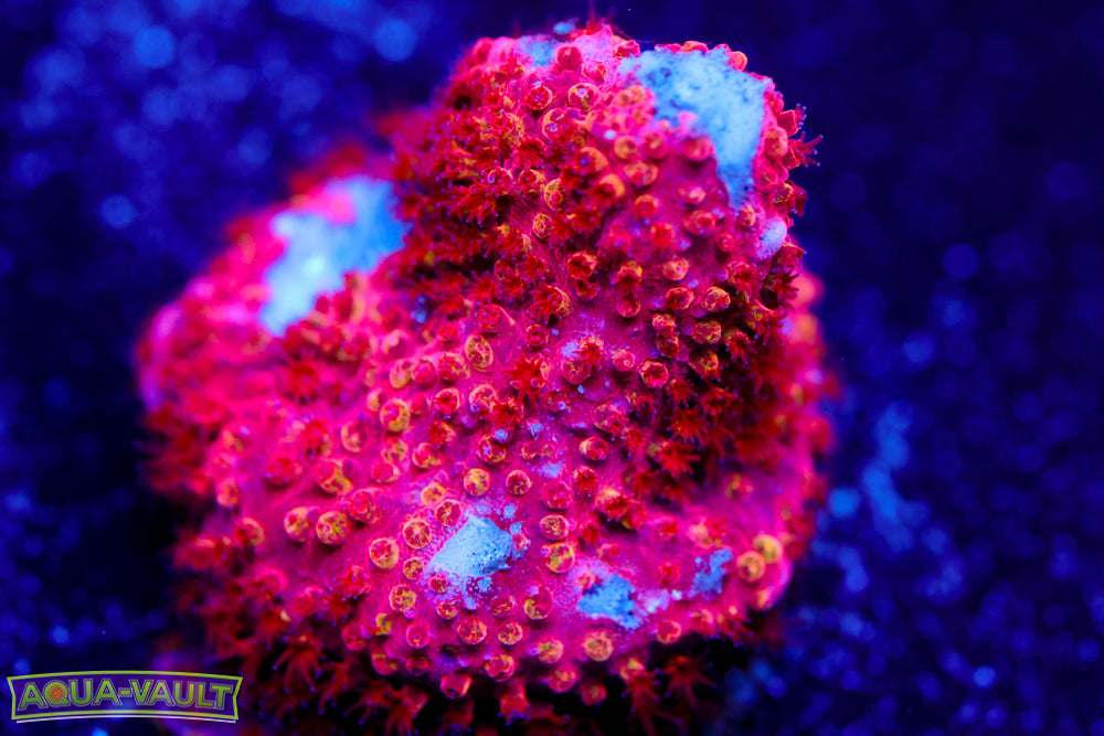 Lethal Stylocoeniella 2