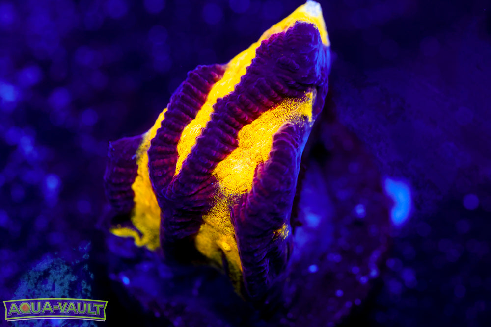 Black and Yellow Platygyra 1