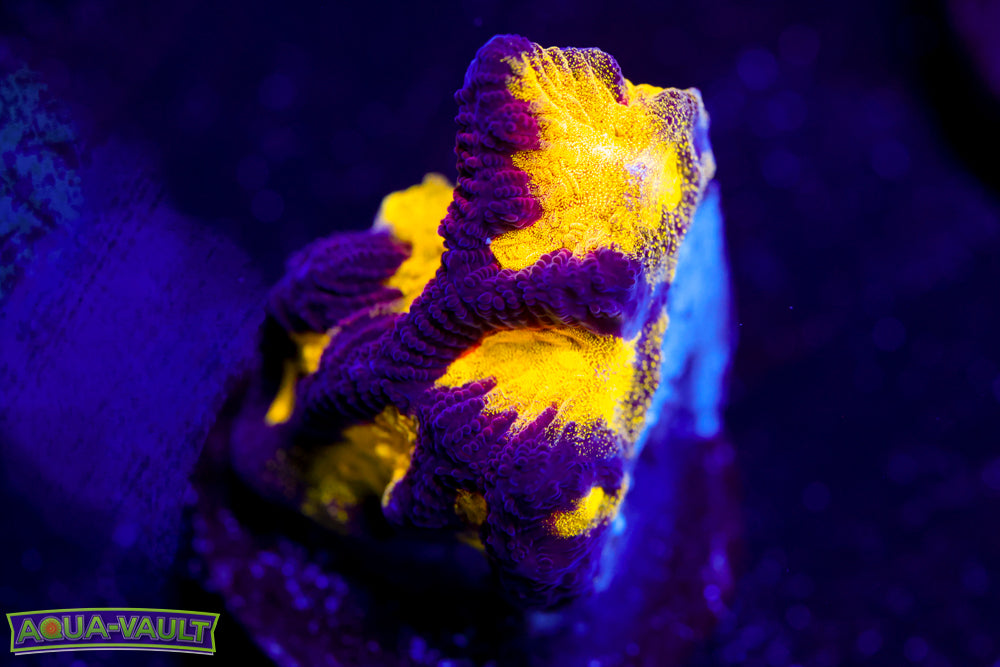 Black and Yellow Platygyra 2