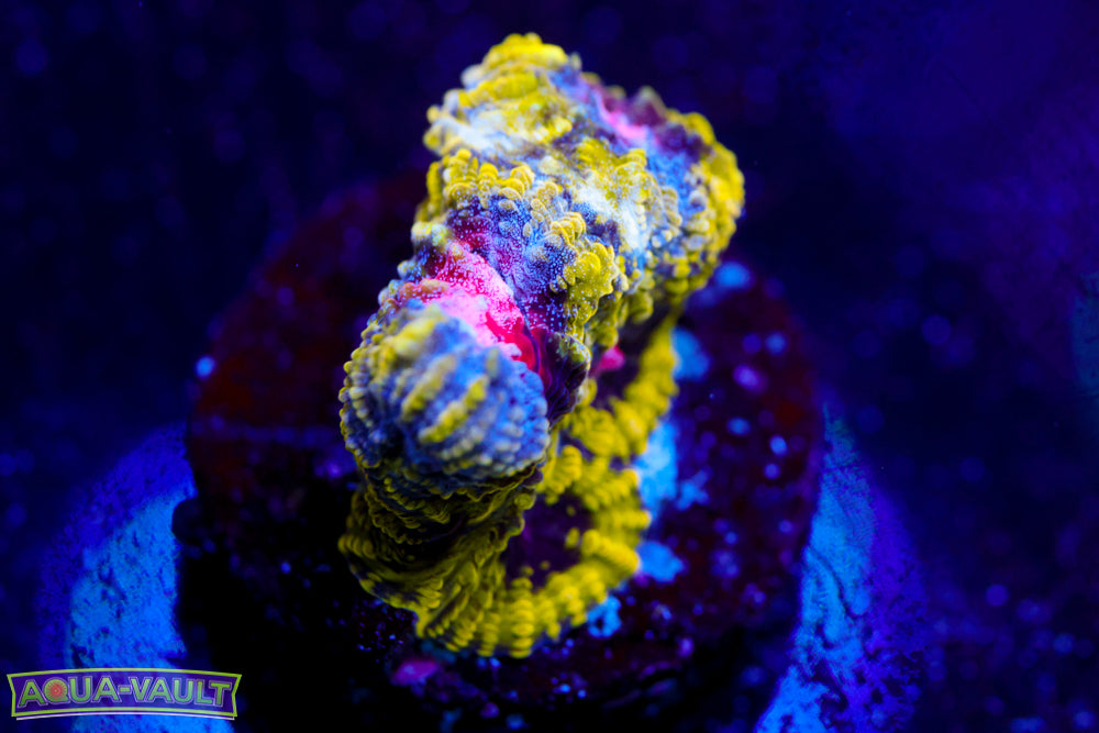 WWC Pico de Gallo Favia 1