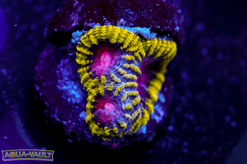 WWC Pico de Gallo Favia 2