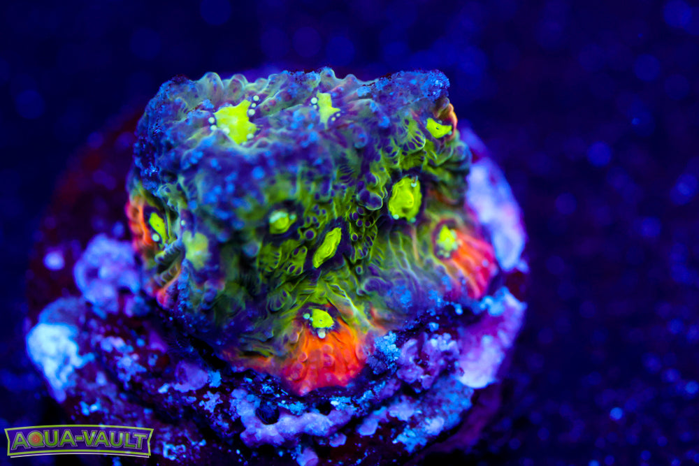 WWC Rain of War Favia 1