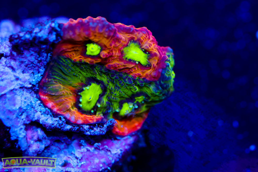 WWC Rain of War Favia 2