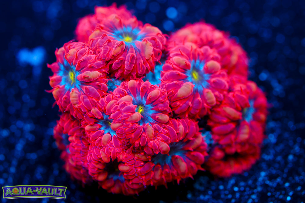 Superman Blasto Merletti 1