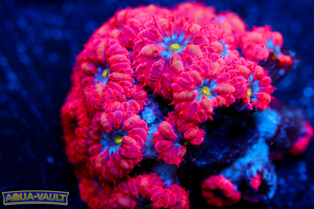 Superman Blasto Merletti 2