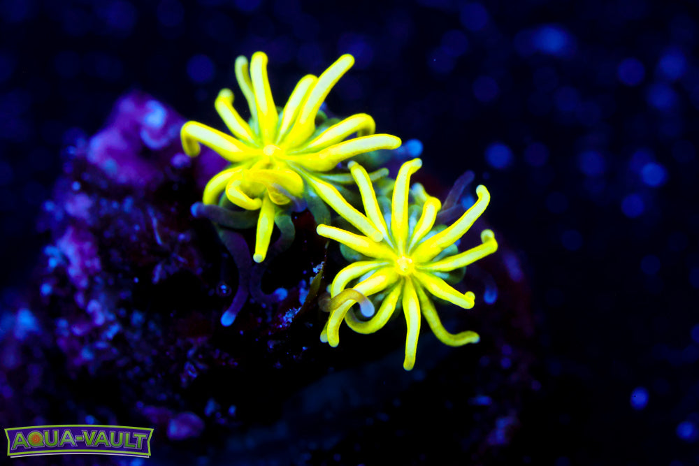 Neon Galaxea 2