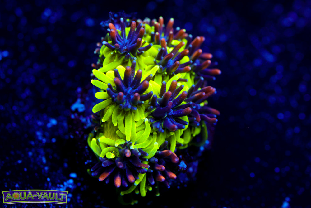 Sonic the Hedgehog Galaxea 1