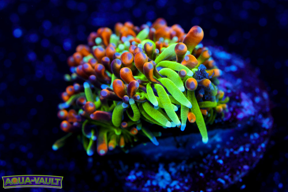 Marigold Galaxea 1