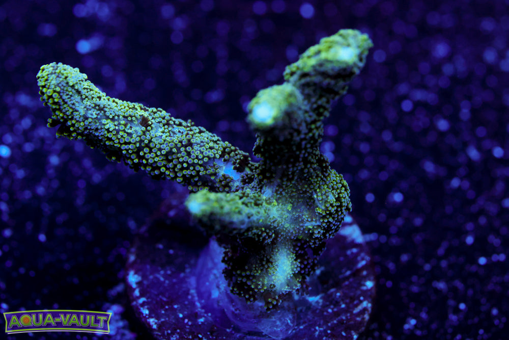 Sour Apple Birdsnest 1