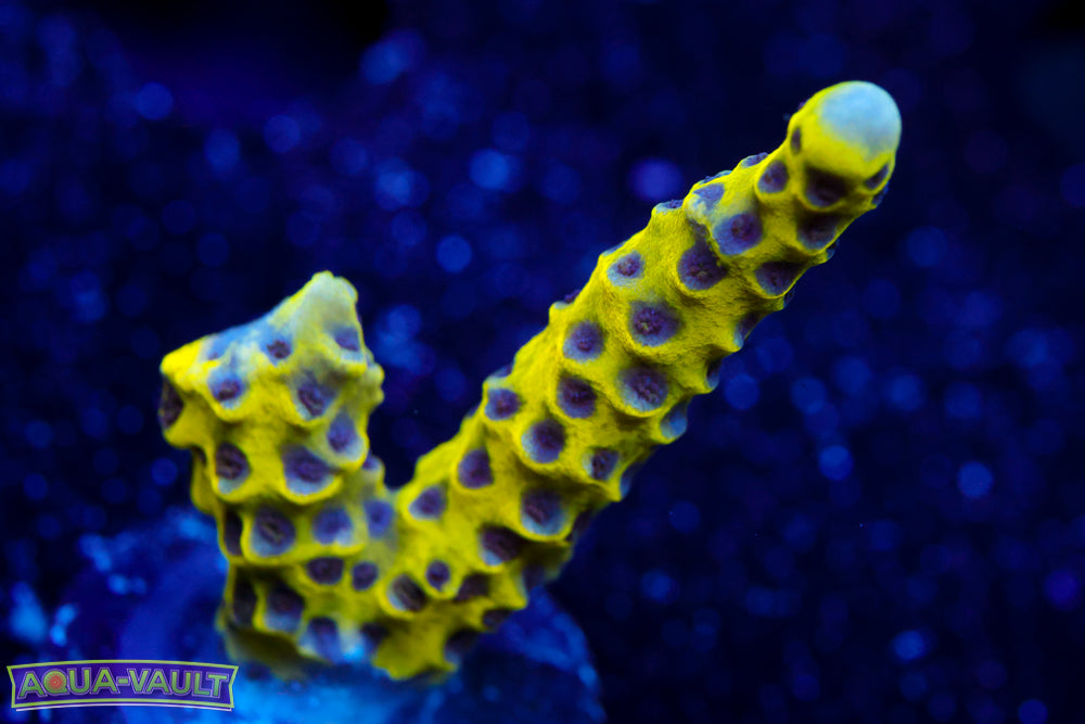 RRC Goldenrod Anacropora 1