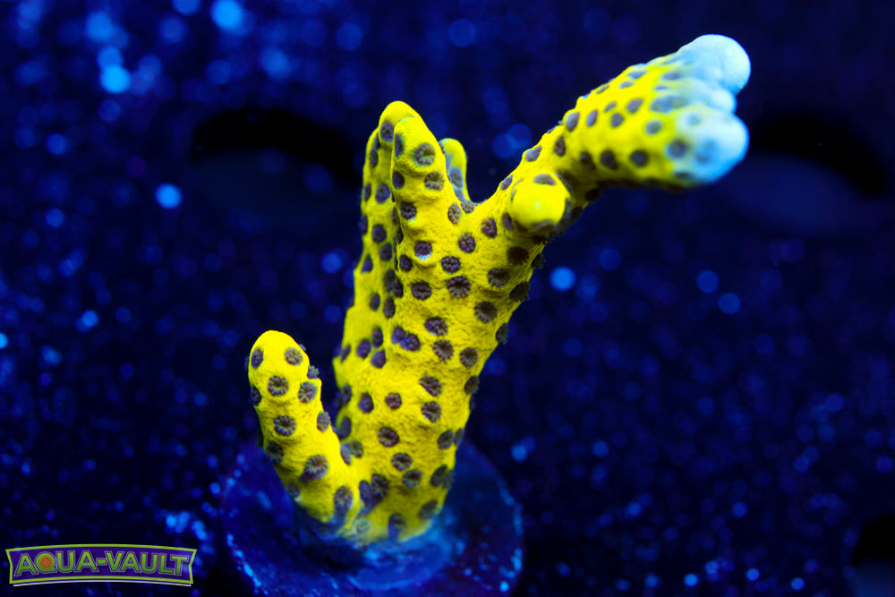 RRC Goldenrod Anacropora 2