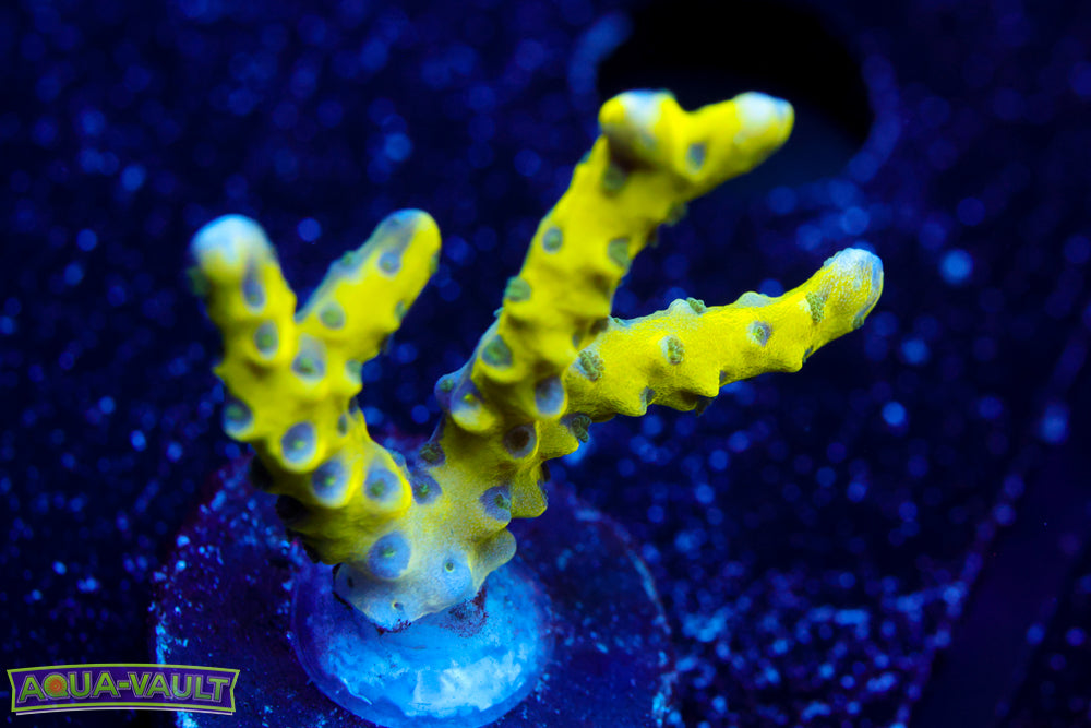 The Thing Anacropora 1