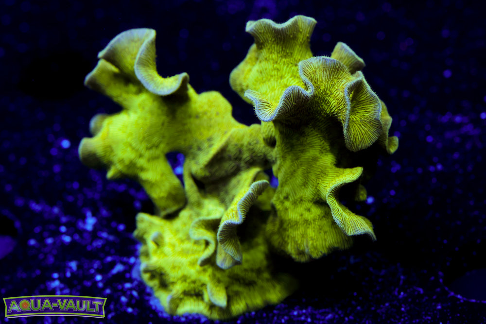 ORA Mint Chip Pavona 1