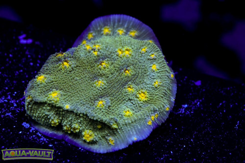 Hollywood Stunner Chalice 2