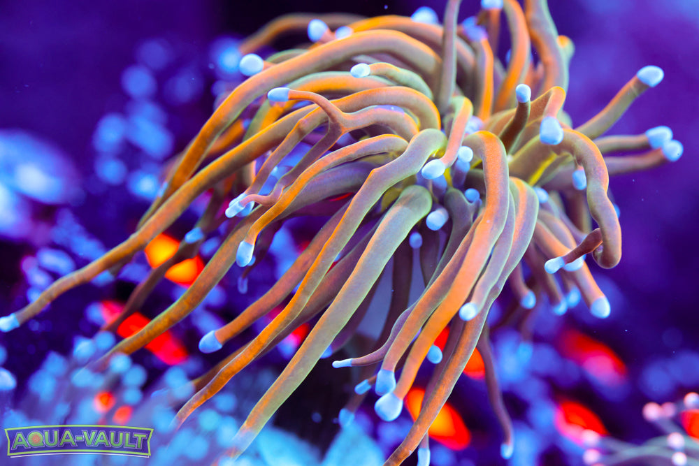 CV Dragon Tamer Torch