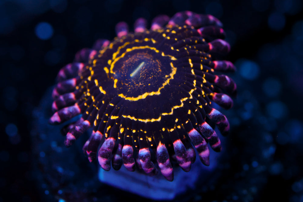OG Stratosphere Zoa