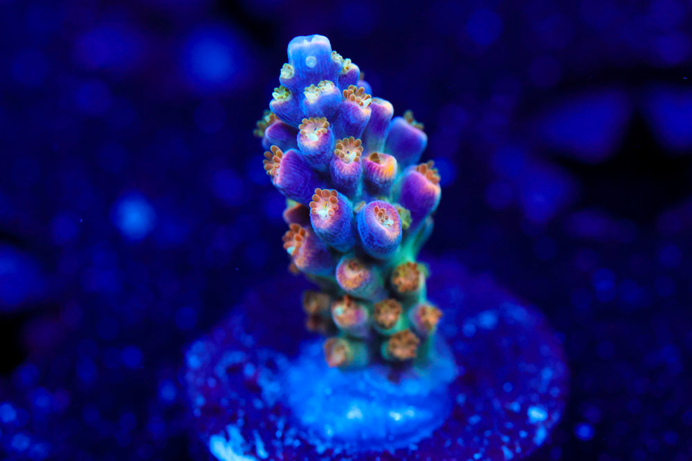 BC Bubblebath Unicorn Acro