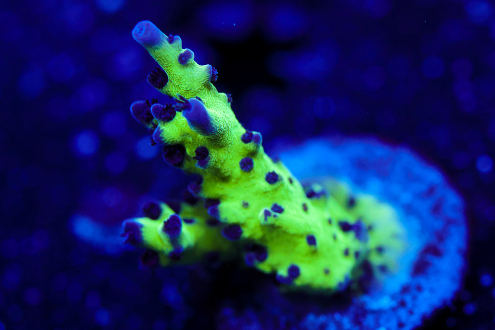 Grape Ape Acropora