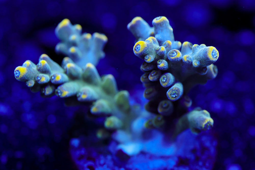 Z's Prize Acropora
