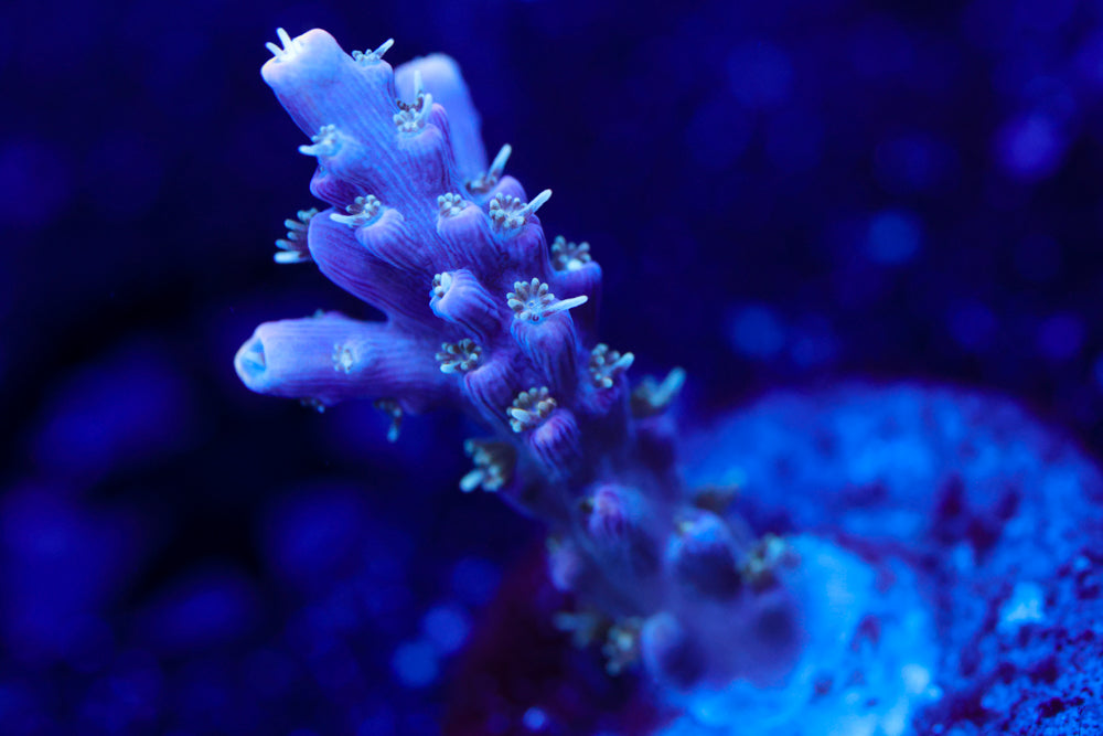 CC Ultraviolet Acro