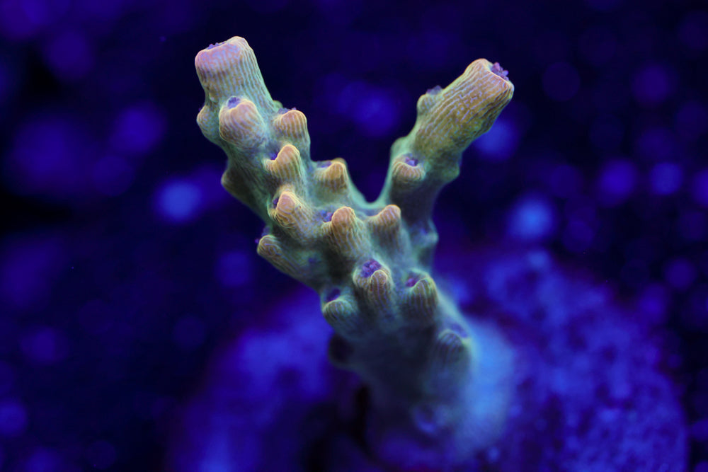 TGC Count of Monte Cristo Acro