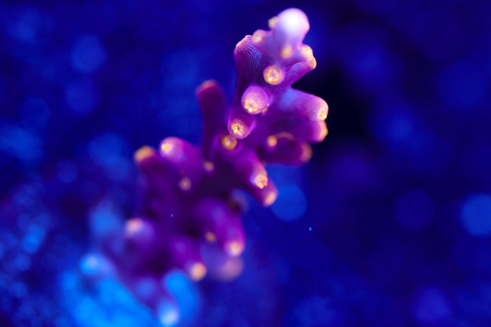 WWC Little Red Ferrari Acropora