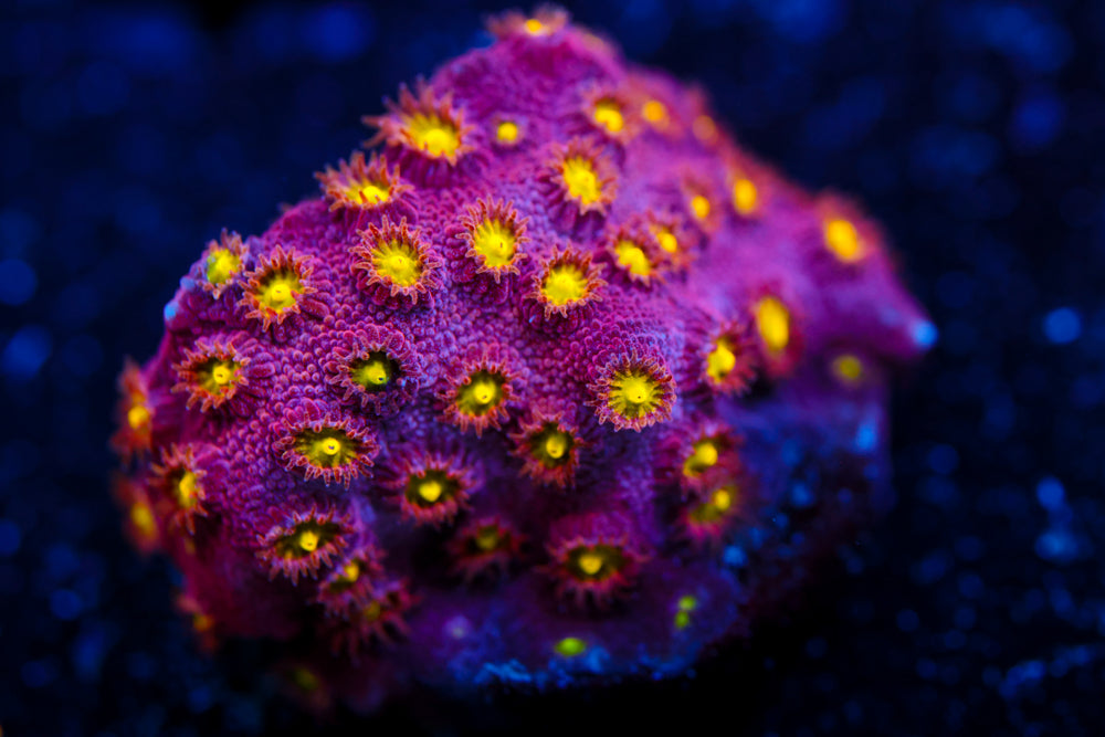 Bling Bling Cyphastrea