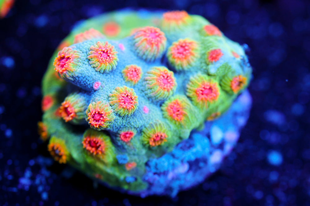 ECC Candyland Cyphastrea