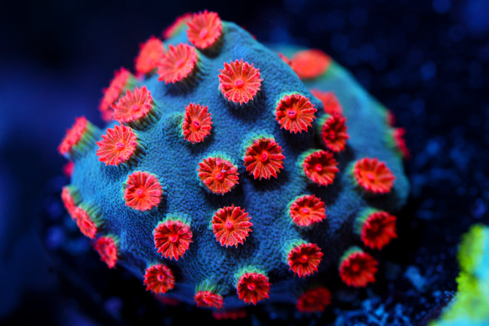 Meteor Shower Cyphastrea