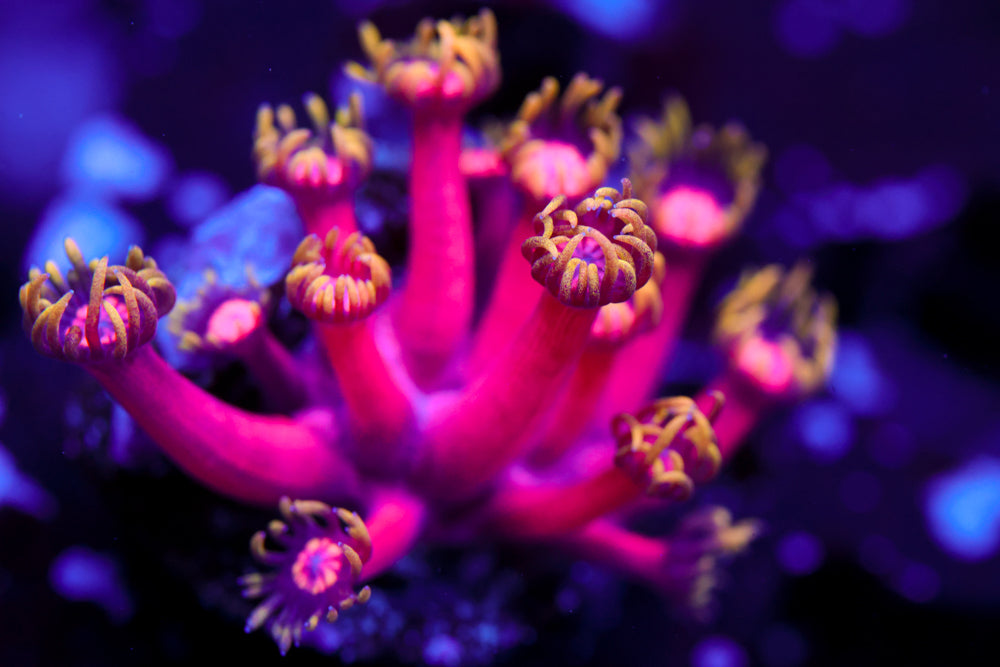 CB Fireball Goniopora