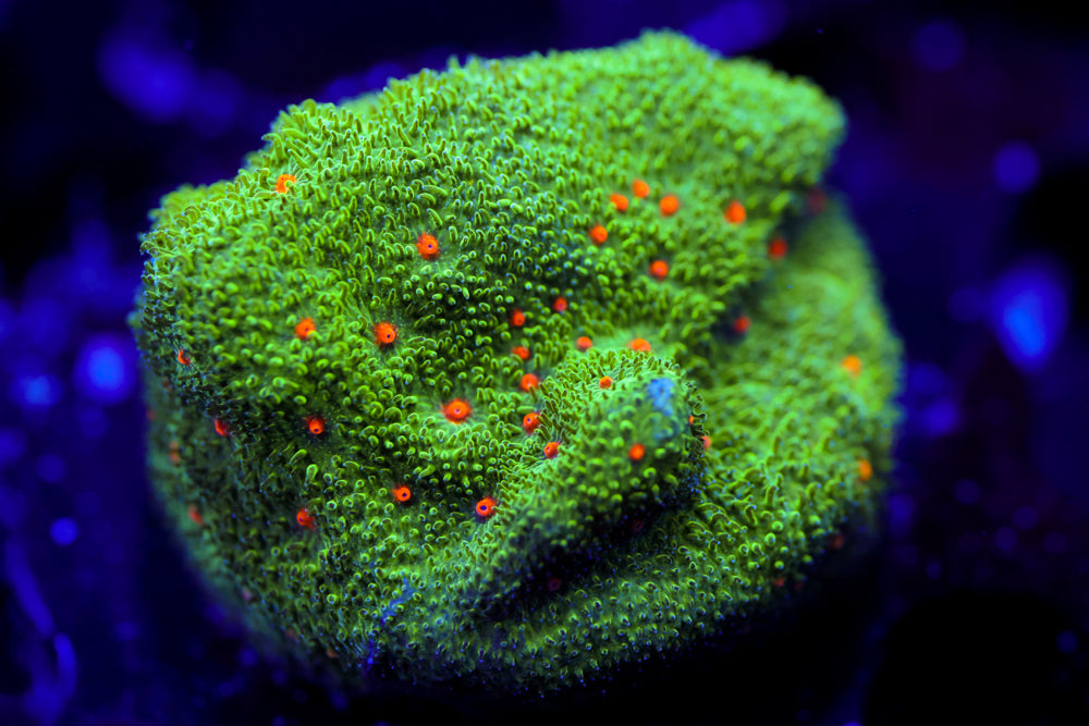 Harvest Moon Psammocora