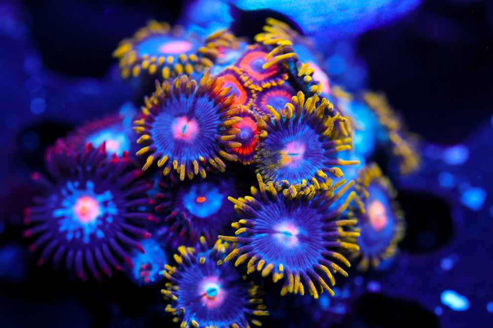 Mystique + Blow Pops + Fruit Loops Zoa