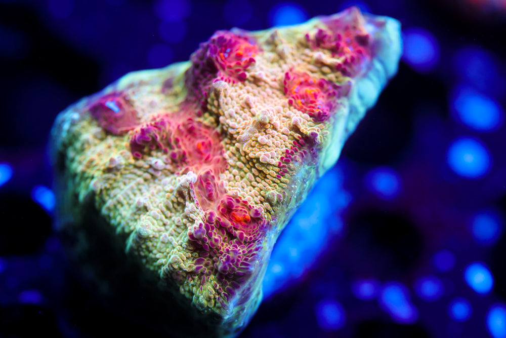 CV Deep Dish Chalice