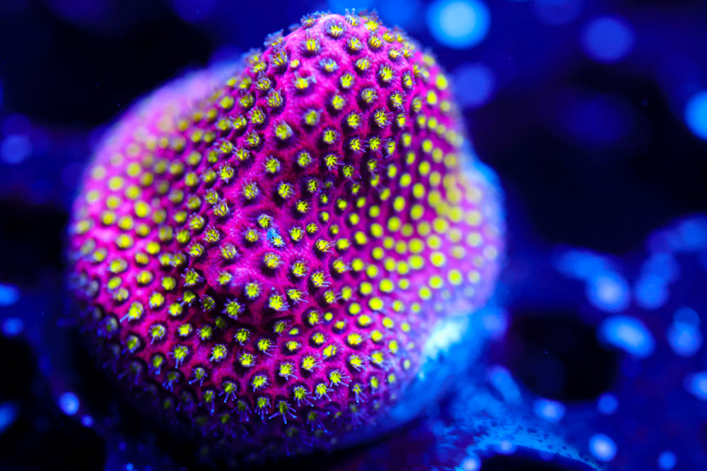 Electric Daisy Stylocoeniella