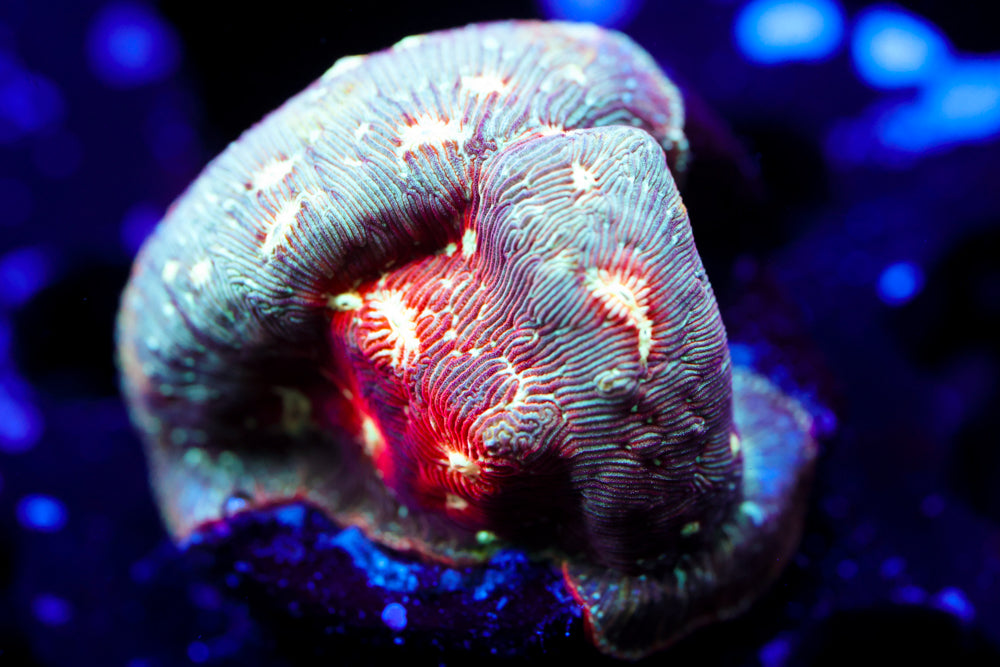 Lunar Leptoseris